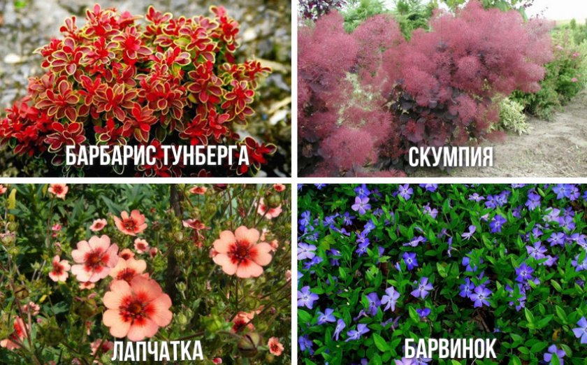 Растения для палисадника