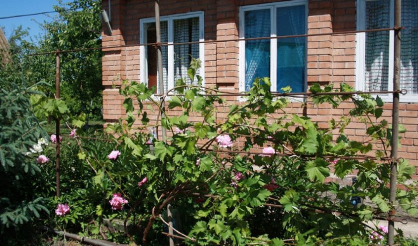 Шпалеры для винограда