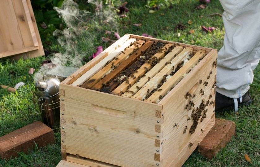 Технология содержания пчёл в улье Рута