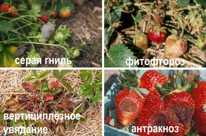Заболевания клубники Заболевания клубники