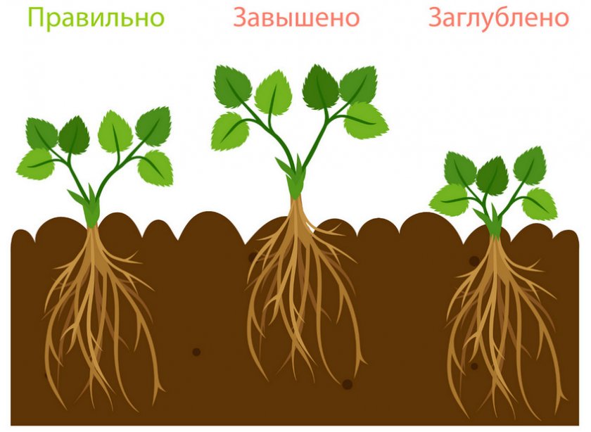 Схема правильной посадки клубники