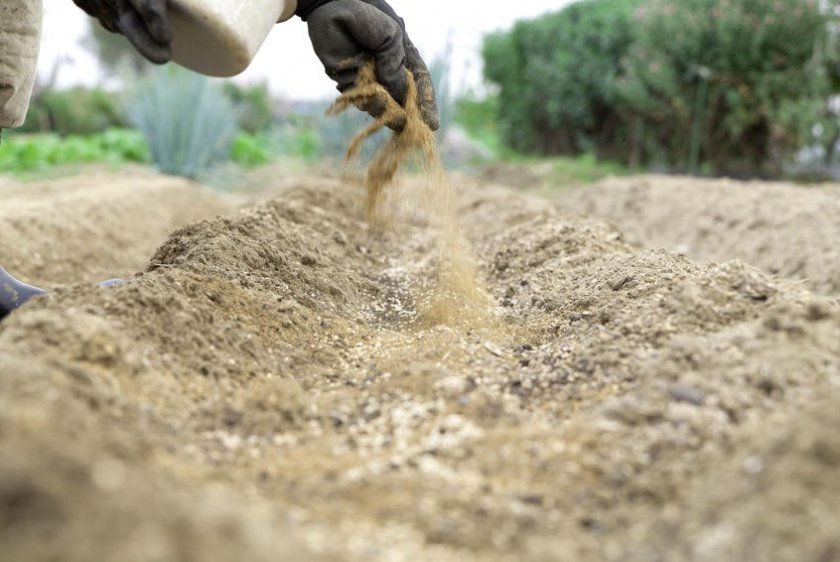 Внесение песка в почву перед посадкой чечевицы