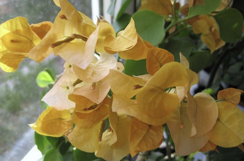 Bougainvillea California Gold