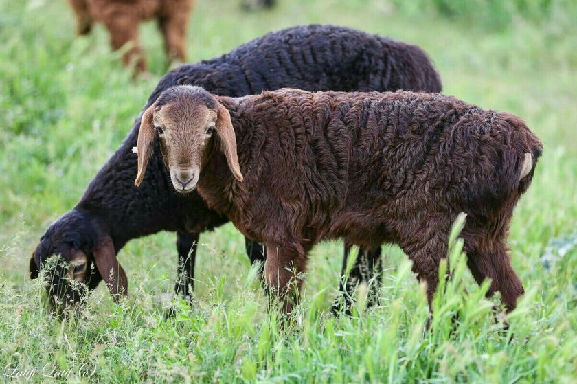 Ягнята гиссарской породы овец