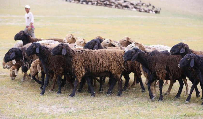 Выгон гиссарских овец на пастбище