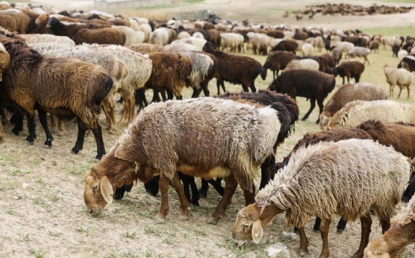 Разведение гиссарских овец