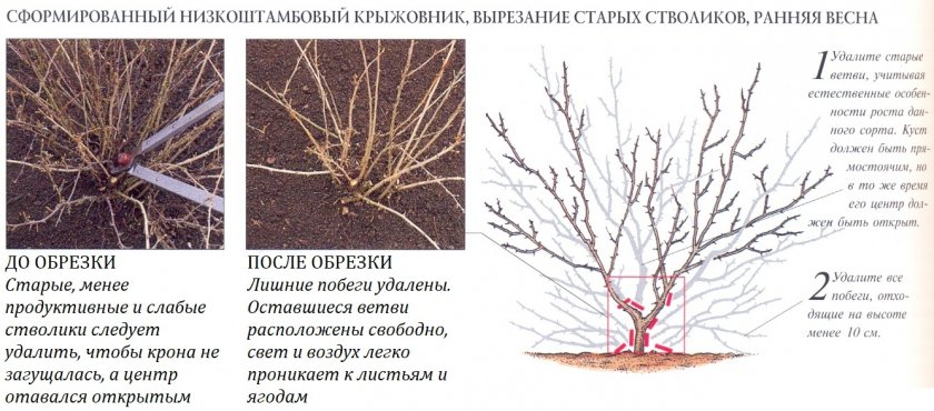 Обрезка крыжовника весной