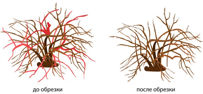 Омоложивающая обрезка крыжовника