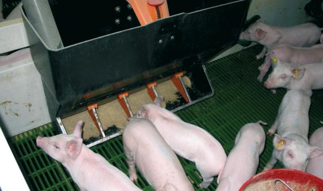 Бункерные кормушки для свиней своими руками чертежи