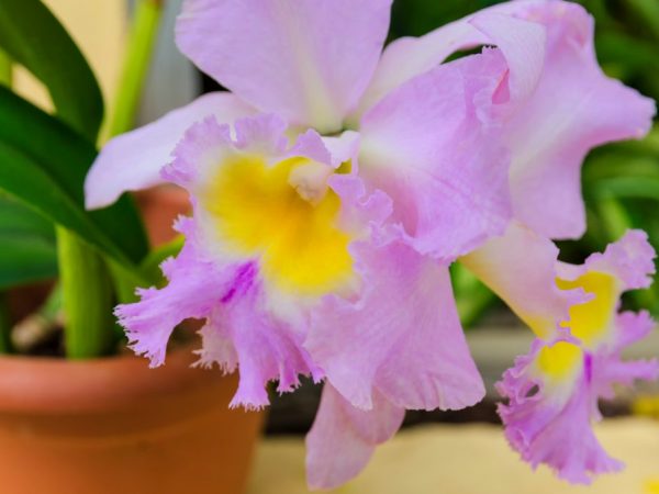 Правила посадки орхидеи дома