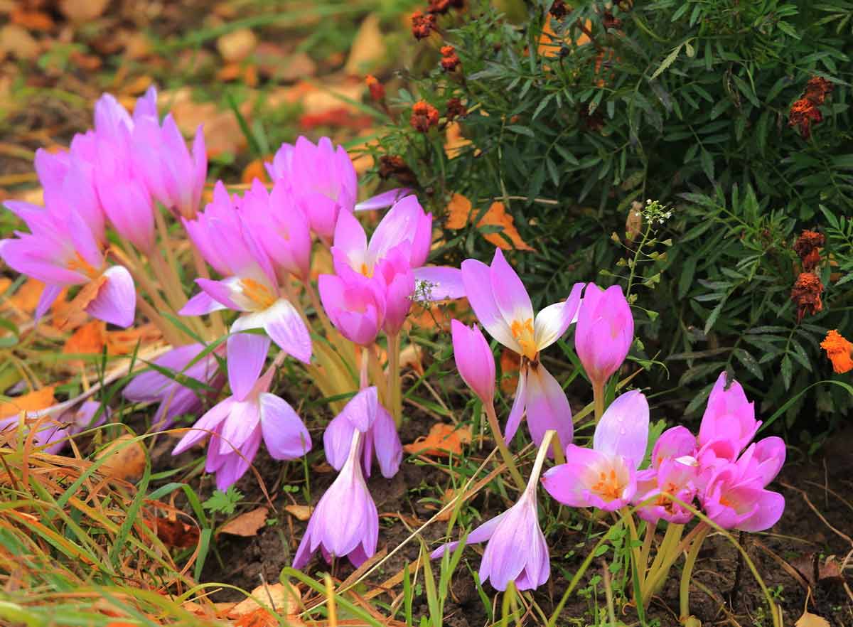 Цветы которые цветут осенью фото и названия многолетние
