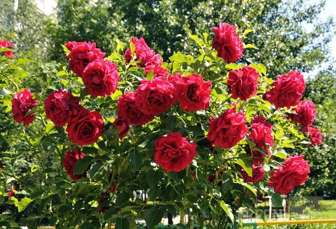Кустарниковые розы