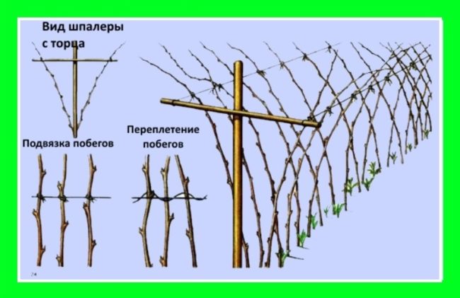 Схема шпалеры для подвязки побегов малины