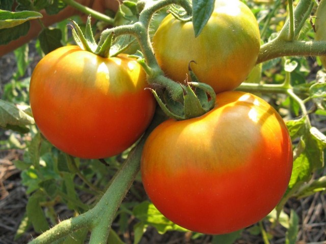 Три крупные помидоры с зеленовато-желтой плодоножкой