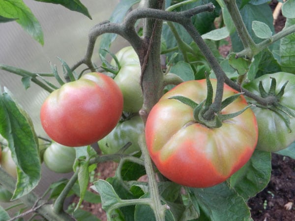 Крупные помидоры с зеленой плодоножкой крупным планом