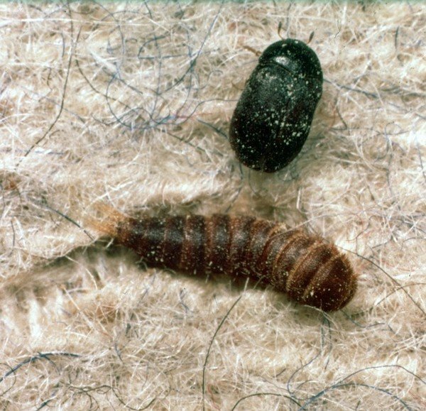 Личинка коврового кожееда и самка насекомого
