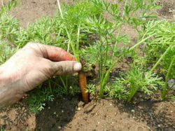 как прореживать морковь на грядке