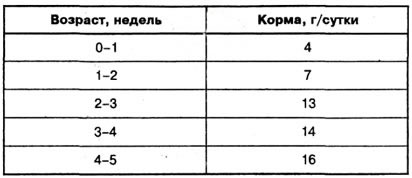 Разведение и кормление перепёлок в домашних условиях