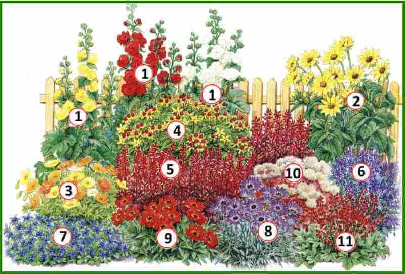 Этот цветник зацветет в первый год