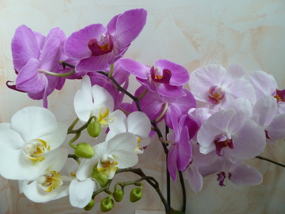 Цветет орхидея