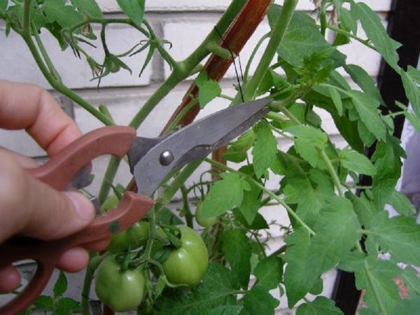 Вершкование и обрезку листьев томатов чаще всего проводят для формирования кустов низкорослых помидоров
