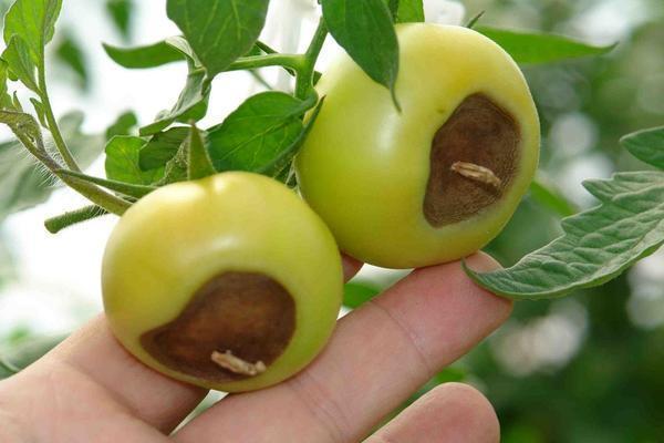 Одной из причин, почему чернеют помидоры в теплице, может быть избыточное количество влаги в почве 