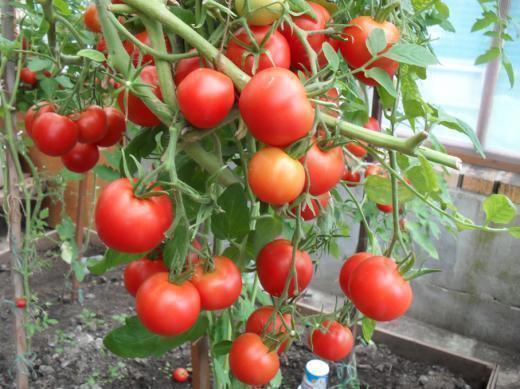 Прежде чем высаживать помидоры, ознакомьтесь с характеристиками того или иного сорта