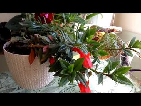 Эсхинантус длиностебельный (Aeschynanthus longicaulis). rastenie-eshinantus-foto-video-opisanie-vidy-i-sorta-razmnozhenie-i-uhod-7