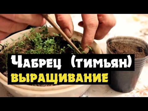 Тимьян или чабрец успешно выращивается на кухонных подоконниках. timyan-ili-chabrecz-foto-video-razmnozhenie-vyrashhivanie-i-uhod-5