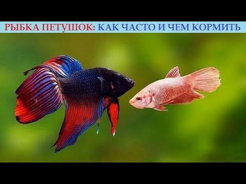 Виды рыб петушков на черном фоне Виды рыб петушков