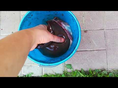 18+ Забой козы, выход мяса