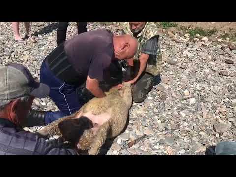 Способ забоя овцы. В Бурятии