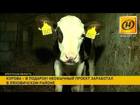 Корова - в подарок! Необычный проект в Ляховичском районе