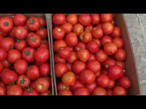 На каком расстоянии сажать помидоры в теплице?