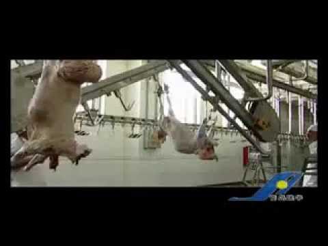 Линия убоя овец