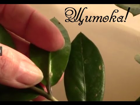 Почему желтеют листья у комнатных растений в домашних условиях?