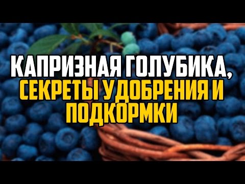Картинка 2 Посадка денежного дерева: основные правила и возможные ошибки