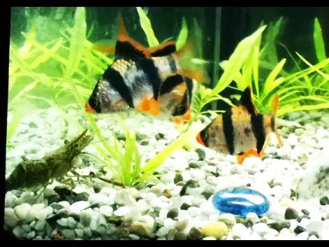 Расбора Бригитты Расбора Бригитты