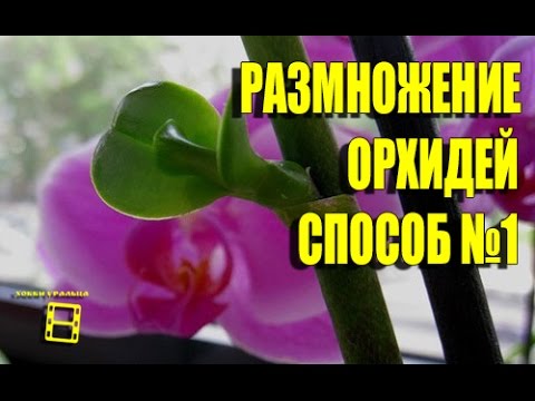 Иллюстрация 4 Иллюстрация 4