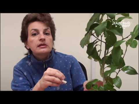 Распространенные болезни листьев винограда и их лечение народными средствами