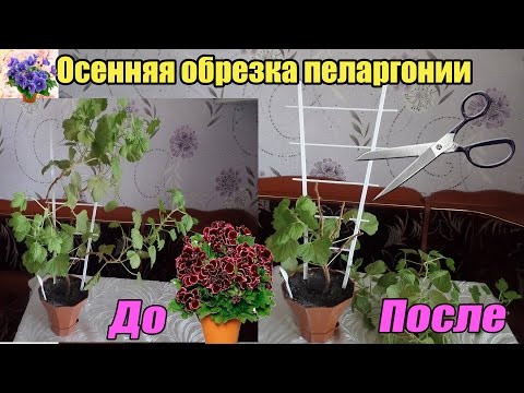 Не поленитесь потратить 15 минут на обрезку осенью, чтобы все лето наслаждаться красотой и ароматом ярких соцветий пеларгонии. obrezka-gerani-na-zimu-foto-video-kak-obrezat-v-domashnih-usloviyah-25