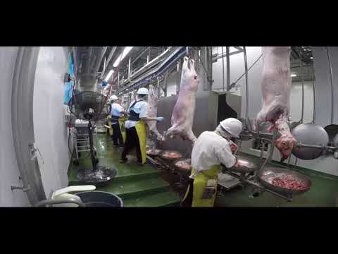 Фрагменты линии убоя овец 1