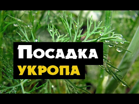 kak-vyirastit-ukrop-v-domashnih-usloviyah-foto-video-posadka-i-uhod-11