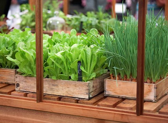 Как вырастить шпинат на подоконнике - полезный листовой овощ