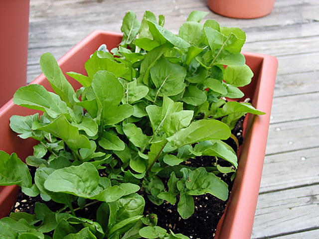 Как вырастить шпинат на подоконнике в домашних условиях