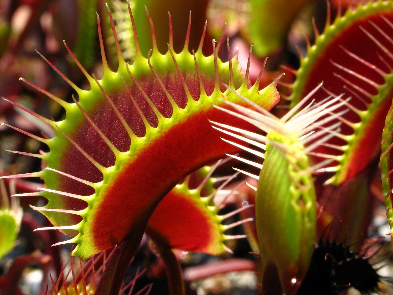 Dionaea Muscipula