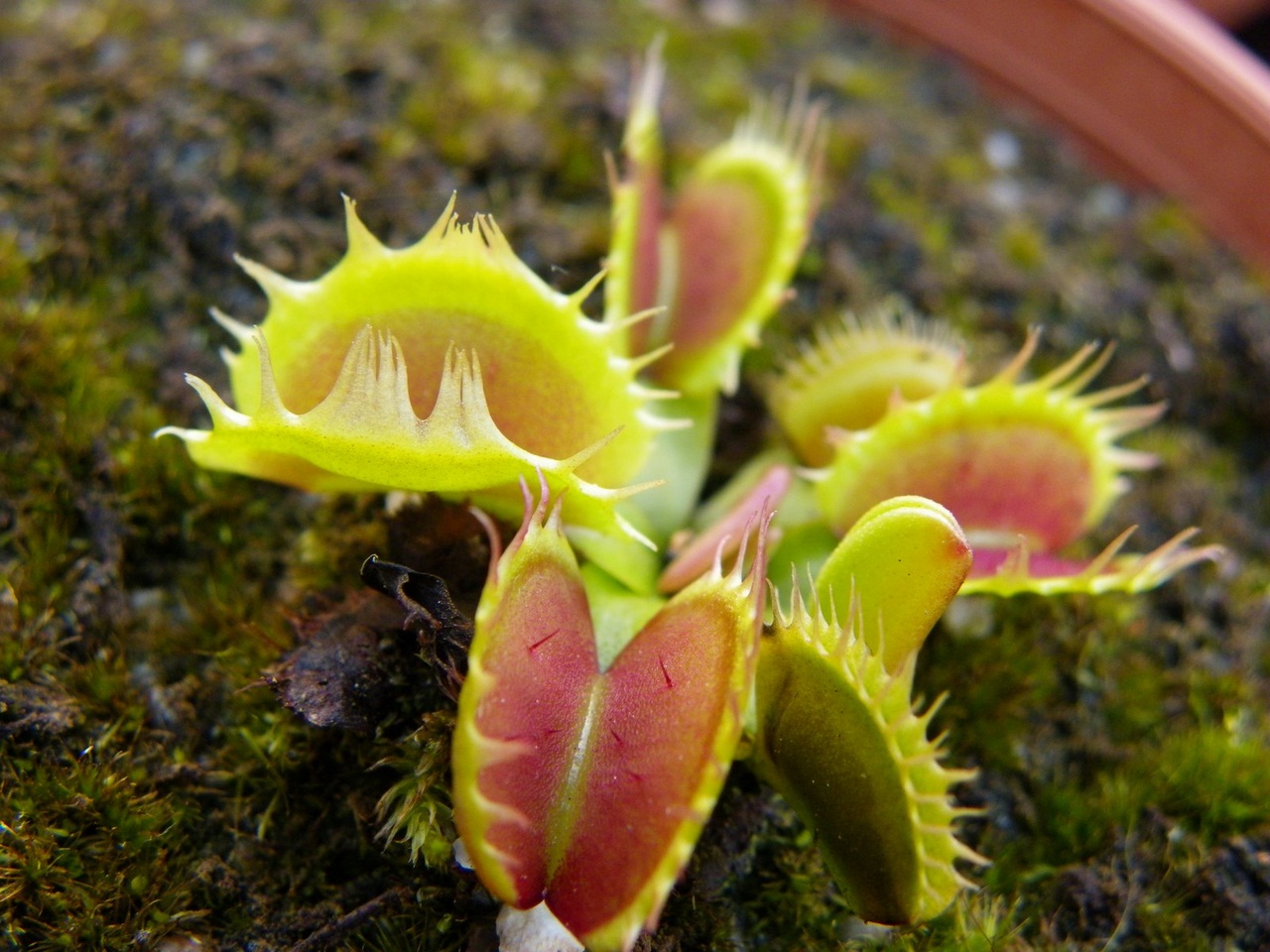 Dionaea Muscipula