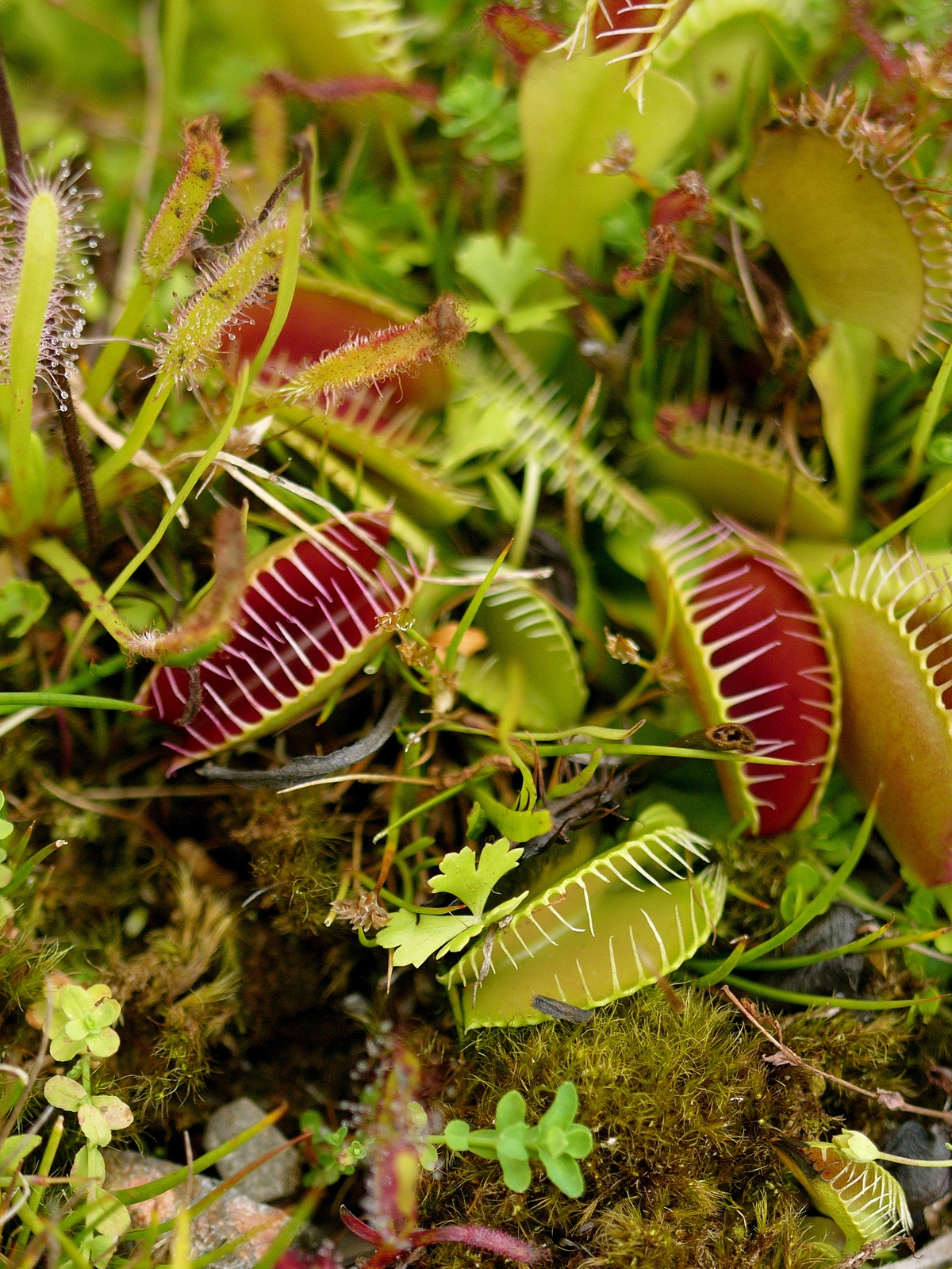 Dionaea Muscipula