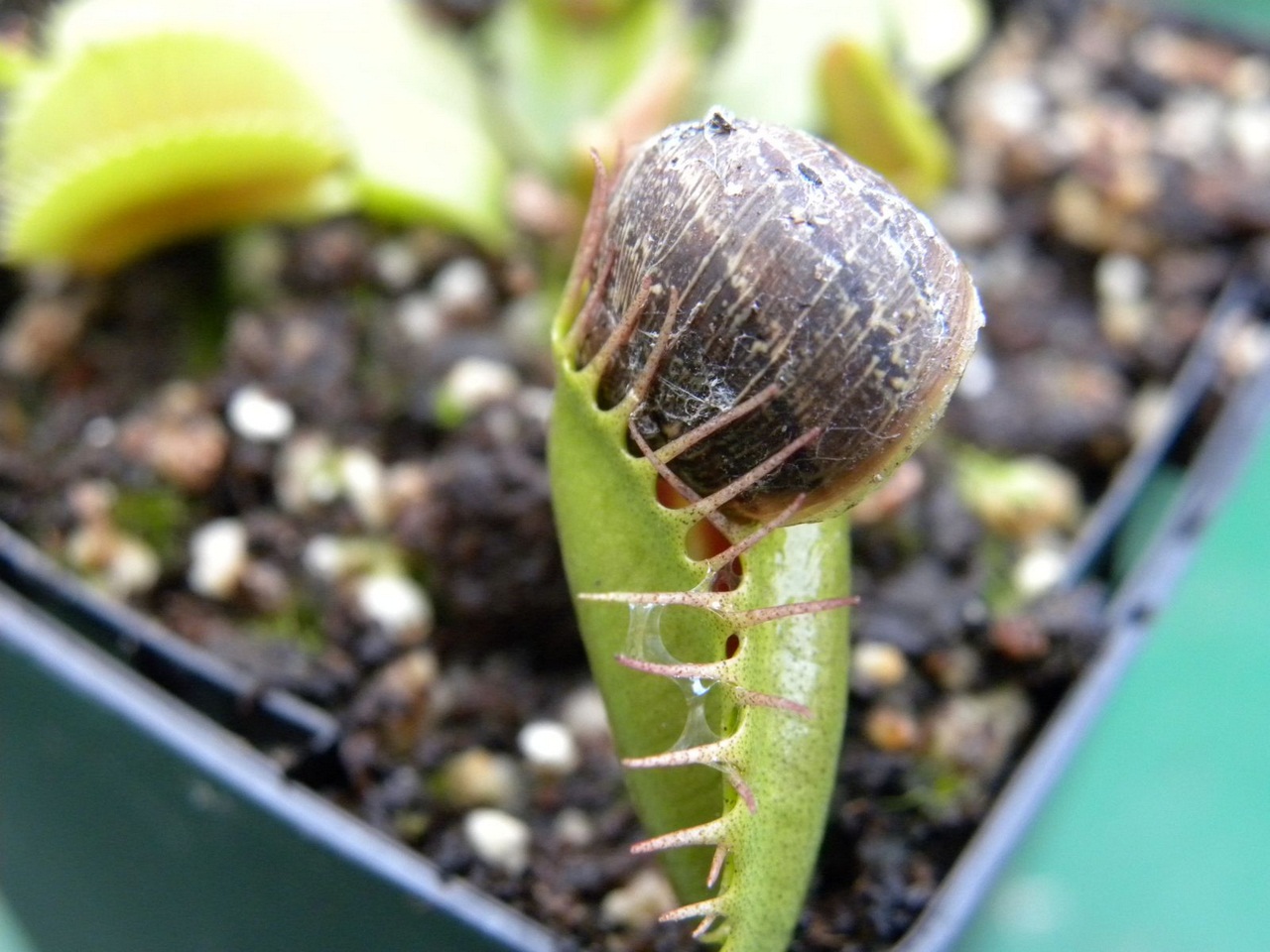 Dionaea Muscipula