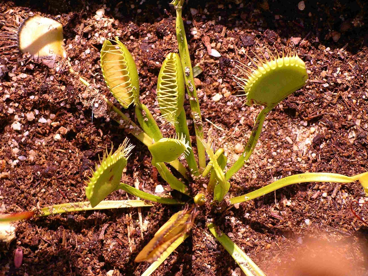 Dionaea Muscipula